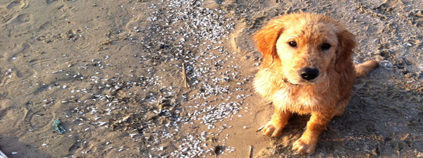 Cute golden retriever puppy sitting on a beach