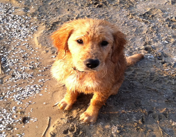 Our Puppy Program: Image featuring a Golden Retriever puppy, showcasing our program tailored for young canine companions.