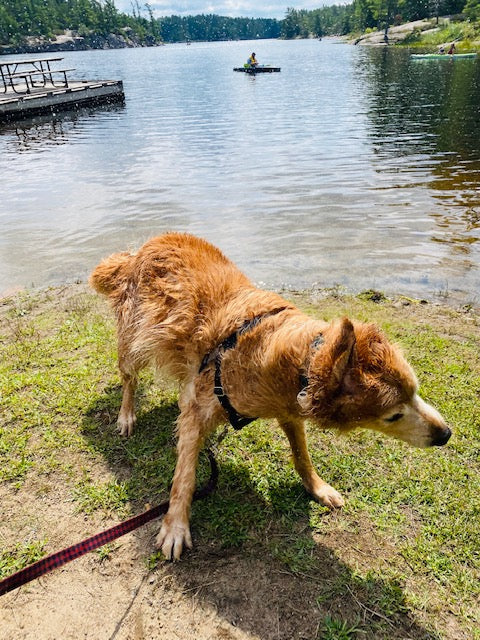 Discover how to handle stubborn behavior in dogs with insights from our latest blog post, featuring a golden retriever emerging from a lake.
