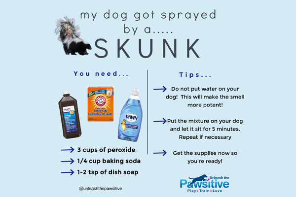 Learn how to handle the aftermath of your dog getting sprayed by a skunk in our latest blog post, offering effective solutions and tips for odour removal and pet care.