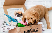 Pawsitive Puppy Box