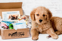 Pawsitive Puppy Box